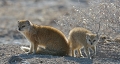  etosha 
 mangouste jaune 
 namibie 